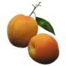 Apricot Brandy