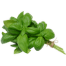 Fresh Basil