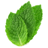 Mint Sprig